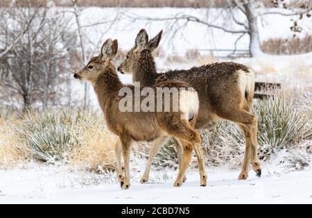 Two Mule Deer walk down a hillside in Wintertime after some freshly fallen snow has blanketed the region. Stock Photo