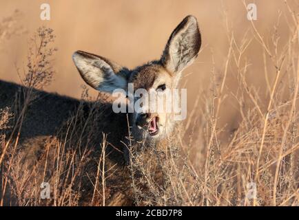 A close up of a Mule Deer about to chomp down on some woody twigs. Stock Photo