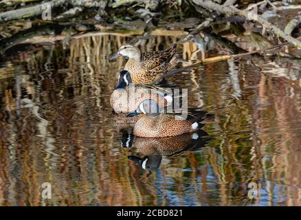 A small group of Blue-winged Teals, consisting of two males and one female, rest in the shallow waters of a wooded pond. Stock Photo