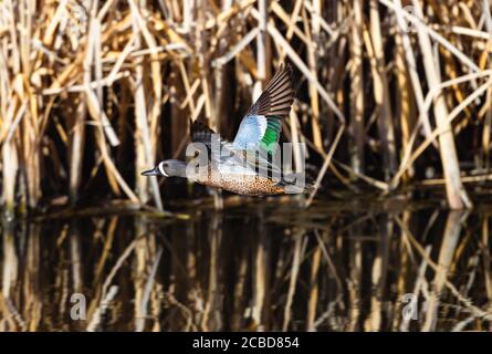 A Blue-winged Teal with beautiful wing feathers flies by at close range with some dry vegetation behind him reflecting in the water. Stock Photo