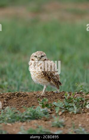 Burrowing Owls athene cunicularia a small, long-legged owl found throughout open landscapes of North and South America Stock Photo