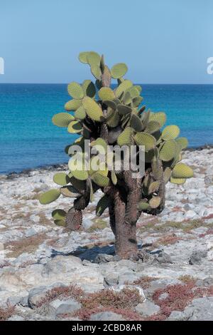 Galapagos Prickly Pear (Opuntia echios) on hillside, Isla Plaza Sur, Galapagos, Ecuador 26th Nov 2017 Stock Photo