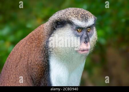 Mona Monkey portrait. Endangered primate in Grand Etang National Forest, Rainforest, Grenada, Caribbean Island, West Indies Stock Photo