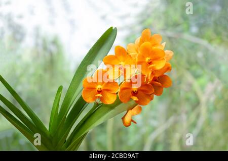 Bright orange colored Vanda orchids against a blurred green background, in Barbados, West Indies, The Caribbean. Stock Photo