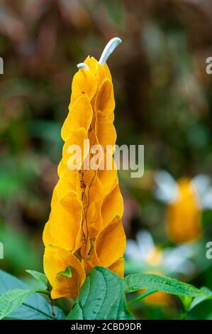 Exotic yellow flower, Acanthaceae Pachystachys Lutea, known by the common names lollipop plant golden shrimp. Stock Photo
