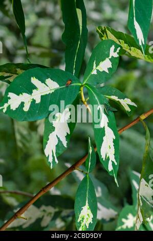 Tropical Graptophyllum pictum, caricature plant, deep green leaves blotched with cream along the center mid-veins Two insects: one orange red and the Stock Photo