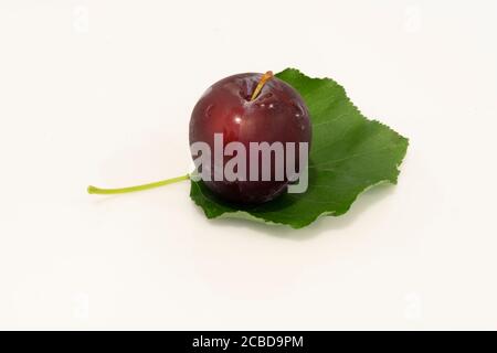 A fresh Santa Rosa plum and leaf isolated on a white background.. Stock Photo