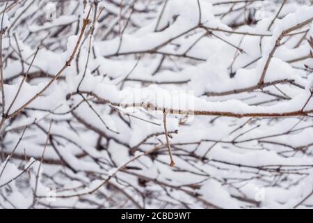 Thorny branches of trimmed bushes are covered with fresh snow. Copy space background Stock Photo