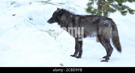 Black grey wolf in winter snow Stock Photo