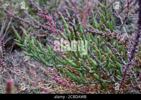 Salicornia europaea, Glasswort. Wild plant photographed in the fall. Stock Photo