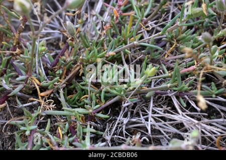 Spergularia marina, Spergularia salina. Wild plant photographed in the fall. Stock Photo