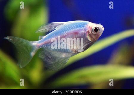 Blue skirt clearance tetra