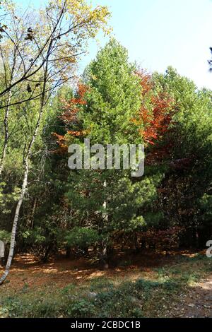 Pinus peuce, Macedonian Pine. Wild plant photographed in the fall. Stock Photo