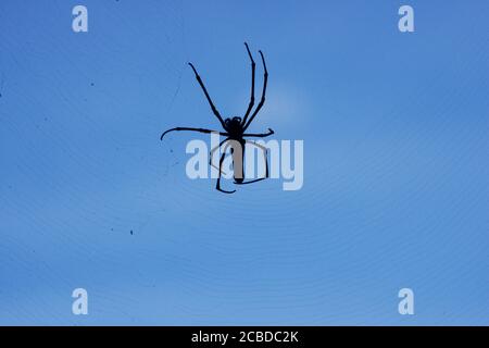 Northern Golden Orb Weaver spinning his web in the forest in Lamma island in Hong Kong. Stock Photo