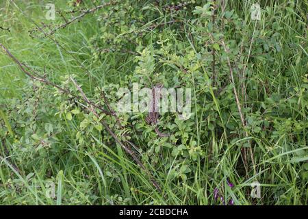 Lacerta viridis, juvenile European green lizard Stock Photo