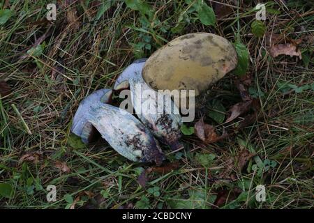 Suillellus luridus, Boletus luridus. Wild mushroom shot in the summer. Stock Photo