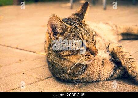 Domestic cat - horizontal photograph Stock Photo