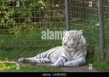 Closeup of a majestic white tiger lying on the grass in a cage during daylight Stock Photo