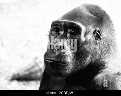 Close-up profile of lowland gorilla, Gorilla gorilla. Black and white image. Stock Photo