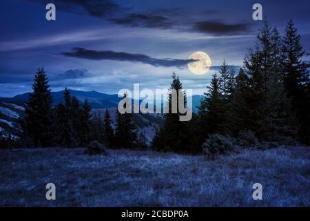 spruce forest on the hillside meadow at night. colorful grass in autumn. hills rolling in to the distance in full moon light. cloudy day Stock Photo