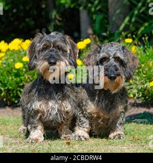 two miniature wirehaired dachshunds Stock Photo