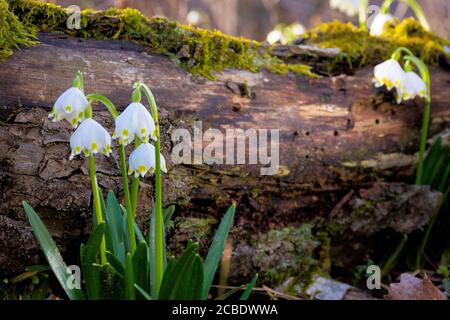 snowflake flower near the log. spring nature background in forest Stock Photo