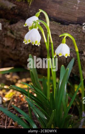 snowflake flower near the log. spring nature background in forest Stock Photo
