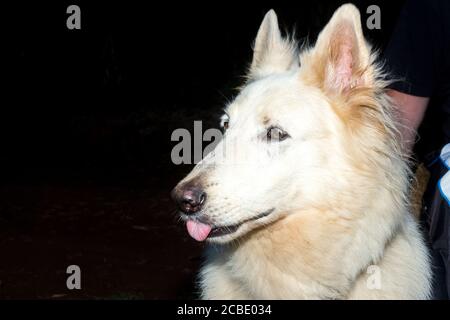 White swiss Shepherd dog playing on the green grass, Cape Town, South Africa Stock Photo