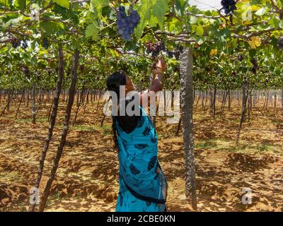 Farmers in a vineyard, grapes with leaves in a grapes farm at Cumbum, Tamilnadu, India Stock Photo