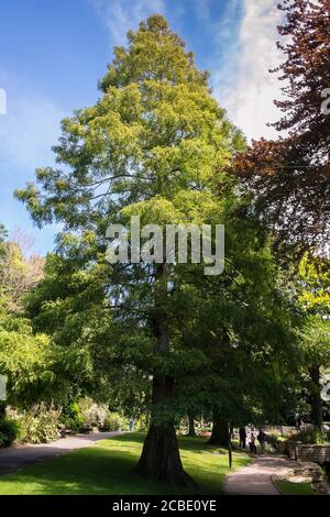 Metasequoia glyptostroboides Dawn Redwood tree. A fast growing pyramidical large deciduous tree growing in Trenance Gardens in Newquay in Cornwall. Stock Photo