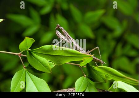 Chinese mantis (Tenodera sinensis) - Praying Mantis on branch. Isolated on green background. Stock Photo