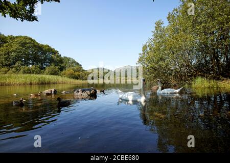 swans and ducks on elterwater lake district cumbria england uk Stock Photo