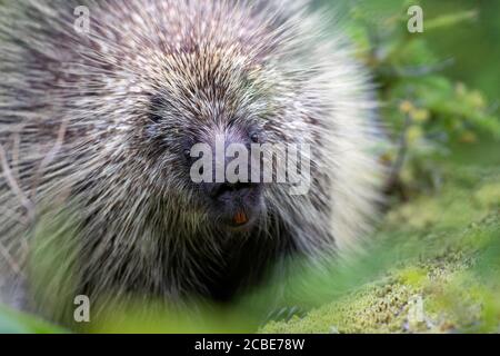 North American porcupine (Erethizon dorsatum) peers through green foliage, its quills sharp and orange teeth visible in a forest close-up. Stock Photo