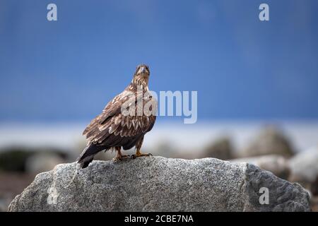 Juvenile bald eagle (Haliaeetus leucocephalus) perched on a rock with brown plumage, sharp gaze, and distant mountainside backdrop in coastal habitat. Stock Photo