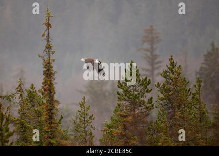 Bald eagle (Haliaeetus leucocephalus) soaring above a misty coniferous forest, wings fully spread, showcasing its iconic white head and tail. Stock Photo