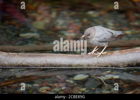 An American dipper searching for food in a small stream in Northwest BC, Canada. Stock Photo