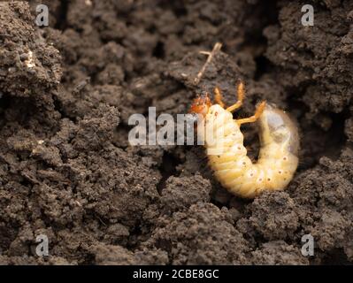 Melolontha melolontha - A Maybug. Harmful to vegetable crops in the garden Stock Photo