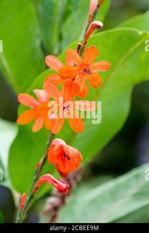 Orange flowers of Watsonia versfeldii. Bugle lily Stock Photo