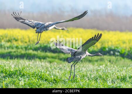 Common Crane (Grus grus) a flock in flight in wetland, This bird is a Large migratory crane species that lives in wet meadows and marshland. Photograp Stock Photo