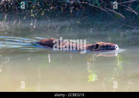 coypu, or nutria (Myocastor coypus) swimming in water. Photographed in Israel, Hula Valley. A large, herbivorous, semiaquatic rodent. The coypu lives Stock Photo