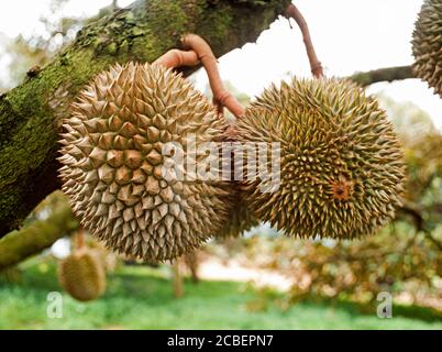 Durian fruit hanging from a tree, a hybridised dwarf variety allowing easier harvesting. Stock Photo