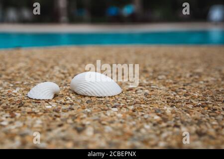 Sea shells on background of small pebbles Stock Photo