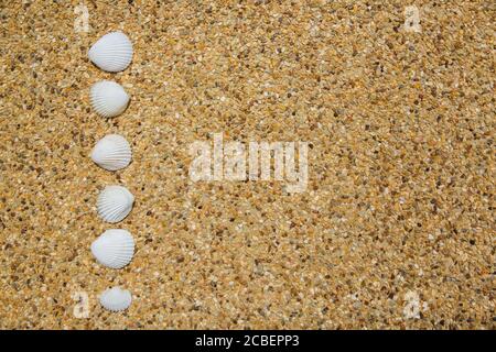 Sea shells on background of small pebbles. Summer concept. Flat lay Stock Photo