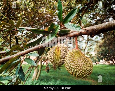 Durian fruit hanging from a tree, a hybridised dwarf variety allowing easier harvesting. Stock Photo