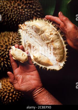 Durian fruit, split open showing the creamy sweet pungent flesh, King of the fruits, according to many S.E.Asians! Stock Photo