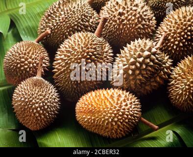 Durian fruits, Durio zibethinus on sale at the roadside, Malaysia Stock Photo