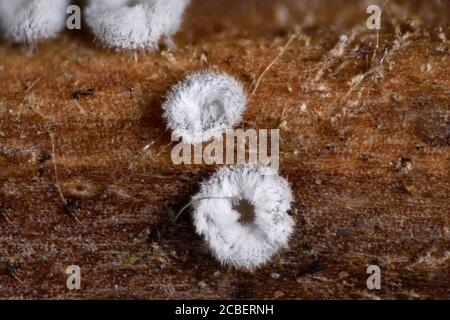 Microfungi, Flagelloscypha pilatii. on Clematis, UK Stock Photo