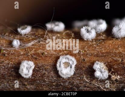 Microfungi, Flagelloscypha pilatii. on Clematis, UK Stock Photo