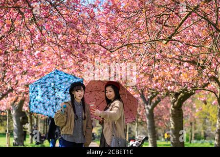 People admire and take snaps of the pink cherry blossom inl bloom at 'Cherry Blossom Alley' in Greenwich Park, London, England