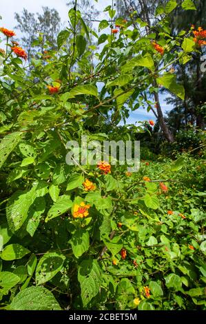 Beautiful orange tropical flowering plant of Common Lantana (Lantana camara) introduced in Seychelles Stock Photo